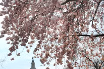 Chùm ảnh hoa anh đào tuyệt đẹp ở Washington 