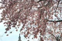 Chùm ảnh hoa anh đào tuyệt đẹp ở Washington 