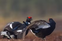 Ảnh động vật tuần qua: Gà gô khoe mẽ gọi bạn tình