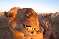 Hài hước với khoảnh khắc động vật cười