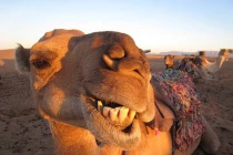 Hài hước với khoảnh khắc động vật cười