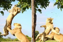 Kỳ lạ: Sư tử cũng biết “ghen ăn, tức ở“