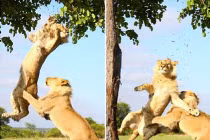 Kỳ lạ: Sư tử cũng biết “ghen ăn, tức ở“