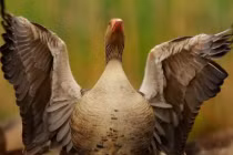 Hóa trang “chộp” khoảnh khắc tự nhiên của động vật