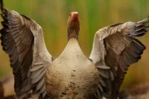 Hóa trang “chộp” khoảnh khắc tự nhiên của động vật