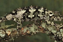 Ảnh đẹp nhất tuần: Chim cánh cụt hoàng đế tung tăng bơi lội