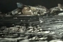 Máy bay chở khách rơi ở Kazakhstan, 20 người thiệt mạng