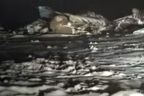 Máy bay chở khách rơi ở Kazakhstan, 20 người thiệt mạng