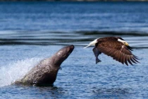 Ảnh động vật tuần qua: Sư tử biển cướp cá của đại bàng