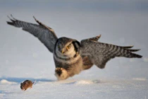 “Chộp” khoảnh khắc chim cú săn mồi trên đồng tuyết