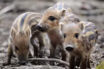 Chiêm ngưỡng những “thiên thần” của tự nhiên