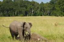 Xúc động cảnh voi con không muốn rời xác mẹ