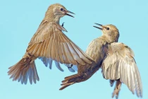 Ảnh động vật tuần qua: Chim sáo đá quyết chiến trên không