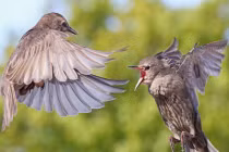 Chùm ảnh chim không chiến ác liệt