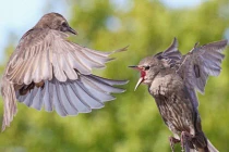 Chùm ảnh chim không chiến ác liệt