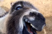 Hài hước với khoảnh khắc động vật cười (2) 