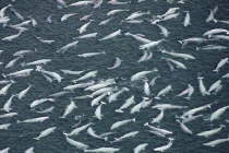 Cá voi trắng quý hiếm “tổ chức” đại tiệc hoành tráng