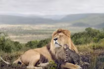 Mèo nhà “giỡn mặt” sư tử, “săn đuổi” voi châu Phi