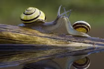 Ảnh động vật tuần qua: Ốc sên hôn nhau lãng mạn