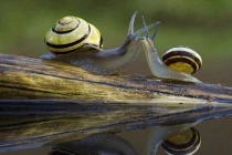 Ảnh động vật tuần qua: Ốc sên hôn nhau lãng mạn