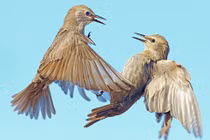 Ảnh động vật tuần qua: Chim sáo đá quyết chiến trên không