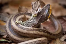 Cận cảnh rắn “sát thủ” săn tắc kè hoa