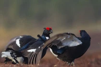 Ảnh động vật tuần qua: Gà gô khoe mẽ gọi bạn tình