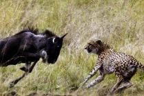 Cận cảnh linh dương đầu bò đuổi... báo chạy “trối chết“