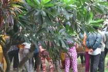 Bế tắc, bệnh nhân nhảy lầu bệnh viện tự tử