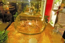 Đổ xô “săn” viagra tự nhiên biếu Sếp