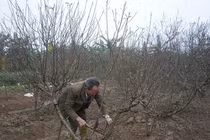 “Đại gia” làm ngơ trước cây cảnh chơi Tết