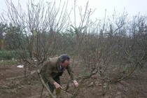 “Đại gia” làm ngơ trước cây cảnh chơi Tết