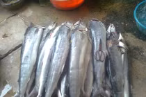 Thủy hải sản khan hàng, tăng giá sau bão số 2