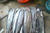 Thủy hải sản khan hàng, tăng giá sau bão số 2