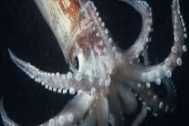 Phát hiện bom trong bụng mực bán ở chợ