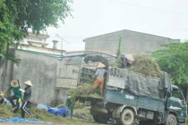 Thương lái Trung Quốc “núp”... thu mua cà gai?