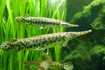 Cá đầu sấu gây nguy hại vẫn “hút hồn” dân chơi