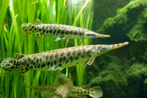 Cá đầu sấu gây nguy hại vẫn “hút hồn” dân chơi