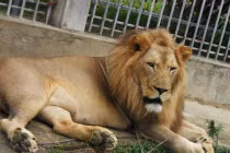 Thăm trang trại nuôi thú “độc, khủng” nhất Việt Nam