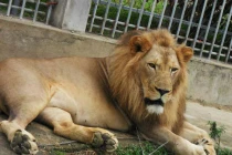 Thăm trang trại nuôi thú “độc, khủng” nhất Việt Nam