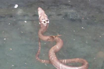 Đổ xô đi xem rắn biết... múa ở Thanh Hóa