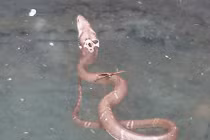 Đổ xô đi xem rắn biết... múa ở Thanh Hóa