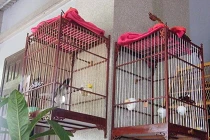 Đại gia chọn chim kỹ hơn tuyển... “chân dài“