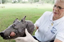 Chuyện ly kỳ về quái thú hút máu chupacabra 