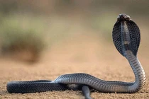 Sự thật té ngửa về “thần xà” hiển linh ở VN