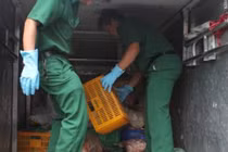 Nhà phân phối trữ 2 tấn gà thối... phục vụ Tết