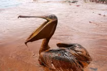 Những tấm ảnh “biết nói” về ô nhiễm môi trường