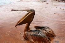 Những tấm ảnh “biết nói” về ô nhiễm môi trường