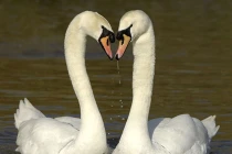 Những “trái tim tình yêu” trong thiên nhiên