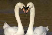 Những “trái tim tình yêu” trong thiên nhiên